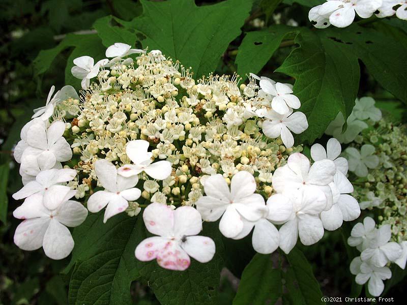 rosenbaumschule - Zwerg-Rhododendron mit glockenfrmigen Blten in rosa