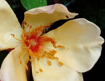rosenbaumschule - Zwerg-Rhododendron mit glockenfrmigen Blten in  dunkelblau