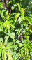 Preview: Rosa rugotida - Glanz-Apfelrose - Böschungsrose - 40-60, Co. 3 L