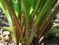 Preview: Funkie / Hosta Red October, rotstielig, Co. 3 L
