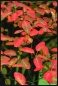 Preview: Felsenbirne - schöne Herbstfärbung - 50-60 cm - Co. 3,5 L