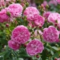 Preview: Englische Rose Harlow Carr ® , Aushouse ® David Austin , 2005 - Co 5 L