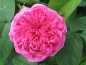 Preview: Historische Rose  Rose de Resht  ,  vor 1900 , Co 5 L