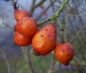 Preview: Schottische Zaunrose - Rosa rubiginosa,  Co. 3 L