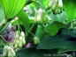 Preview: Vielblütiger Salomonsiegel - Polygonatum multiflorum - Co. 1,5 L