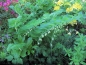 Preview: Vielblütiger Salomonsiegel - Polygonatum multiflorum - Co. 1,5 L