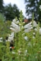 Preview: Weiße Gelenkblume / Etagenerika Summer Snow - Co. 2 L