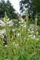 Preview: Weiße Gelenkblume / Etagenerika Summer Snow - Co. 2 L