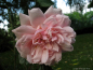 Preview: Historische Ramblerrose Albertine, Barbier, 1921 - Wurzelware
