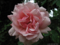 Preview: Historische Ramblerrose Albertine, Barbier, 1921 - Wurzelware