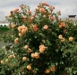 Preview: Kletterrose  Aloha ® ,  Kowerug ® Kordes 2003 - Wurzelware