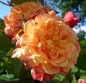 Preview: Kletterrose  Aloha ® ,  Kowerug ® Kordes 2003 - Wurzelware