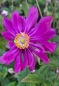 Preview: Herbst-Anemone Pamina, magentarot , Spätblüher , Co. 2 L