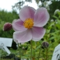 Preview: Anemone September Charme - rosa - Spätblüher - Co. 2 L