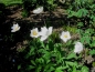 Preview: 6 x Großes Windröschen - Anemone sylvestris - Tb 9