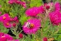 Preview: Raublatt-Aster Alma Pötschke - lachsrosa - Co. 3 L