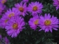 Preview: Kissen-Aster Rosenwichtel - Herbstblüher - Co. 1,5 L