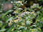 Preview: Weiße Wald-Aster Tradescant, Flächendecker, Bienenweide - Co. 2 L