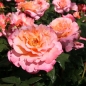Preview: Edelrose Augusta Luise ®  Tangust ®  Tantau, 1999