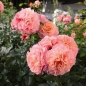 Preview: Edelrose Augusta Luise ®  Tangust ®  Tantau, 1999