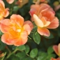 Preview: Kleinstrauchrose / Zwergrose Bienenweide ® Apricot,  Tantau, 2013 - Co. 5 L