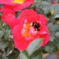 Preview: Kleinstrauchrose / Zwergrose Bienenweide ® Hellrot,  Tantau, 2013 - Co. 5 L