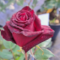 Preview: Edelrose Black Baccara ®  Meidebenne ®  Meilland, 2000 - Wurzelware