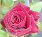 Preview: Edelrose Black Baccara ®  Meidebenne ®  Meilland, 2000 - Wurzelware