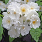 Preview: Ramblerrose  Bobbie James , Sunningdale Nursery, 1961 - Wurzelware