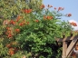 Preview: Klettertrompete  Madame Galen - Campsis - orangerot - 80-100 cm hoch - Co. 4 L