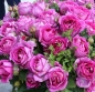 Preview: Edelrose Carmen Würth ® , Korjupvio ® Kordes, 2018, ADR-Rose, Parfuma® Duftrose - Wurzelware