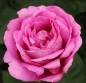Preview: Edelrose Carmen Würth ® , Korjupvio ® Kordes, 2018, ADR-Rose, Parfuma® Duftrose - Wurzelware