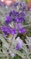 Preview: Bartblume Blauer Spatz - dunkelblaue Blüten, besonders kompakt - 5 l. Co.