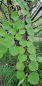 Preview: Kuchenbaum / Katsurabaum - 40-60 cm hoch - Co. 3,5 L