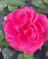 Preview: Edelrose Charisma ® - Noack 2010 - ADR-Rose - Wurzelware