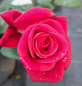 Preview: Edelrose Charisma ® - Noack 2010 - ADR-Rose - Wurzelware