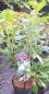 Preview: Scheineller Hummingbird, stark duftender Zierstrauch - 25 - 30 cm hoch - Co. 3 L