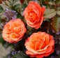 Preview: Beetrose Coral Lions-Rose ® Fantasia®-Kollektion,  Kordes, 2019, ADR-Rose - Co. 5 L