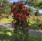 Preview: Kletterrose / Mini-Rambler Crimson Siluetta ® , Kordes, 2019 - Co. 5 L