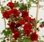 Preview: Kletterrose / Mini-Rambler Crimson Siluetta ® , Kordes, 2019 - Co. 5 L