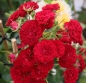 Preview: Starlet Rose Lola