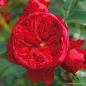 Preview: Kletterrose  Florentina ® ,  Kordes, 2011 - ADR-Rose - Wurzelware