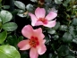 Preview: Strauchrose For Your Eyes Only ® Cheweyesup ®, Warner, vor 2014 - Wurzelware