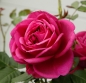Preview: Beetrose Für Elise ® Fantasia®-Kollektion,  Kordes, 2020, ADR-Rose - Co. 5 L