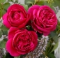 Preview: Beetrose Für Elise ® Fantasia®-Kollektion,  Kordes, 2020, ADR-Rose - Co. 5 L
