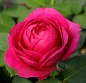 Preview: Beetrose Für Elise ® Fantasia®-Kollektion,  Kordes, 2020, ADR-Rose - Co. 5 L