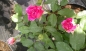 Preview: Englische Rose Gabriel Oak ® Auscrowd ® Austin, 2019 - Wurzelware