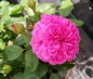 Preview: Englische Rose Gabriel Oak ® Auscrowd ® Austin, 2019 - Wurzelware