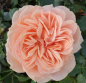 Preview: garden of roses