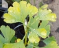 Preview: Fächerblattbaum - Ginkgo biloba - 50-60 cm hoch - Co. 3 L